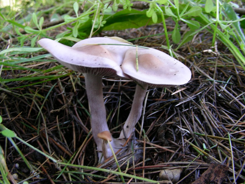 591 Febbraio vecchio ritrovamento